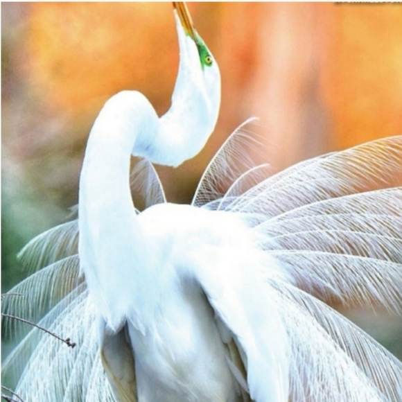 LAST DROP! Pls go Like🆕️Q&A listing🔝Closet/Receive Group Notices/Sat DownSouth - Picture 8 of 16